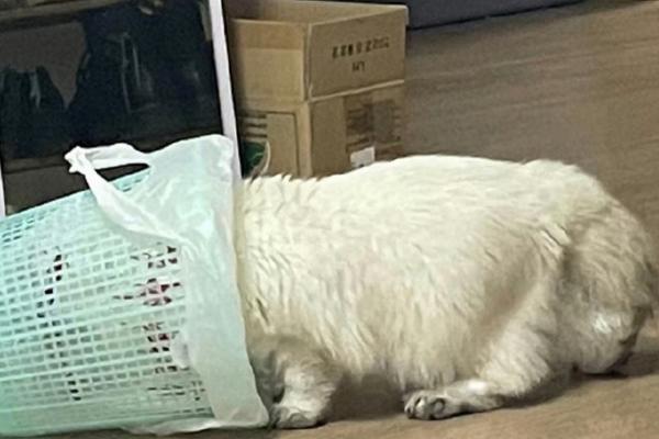 猫咪吃栗子吐了如何解决，消化不良时需禁食禁水然后饲喂活性益生菌