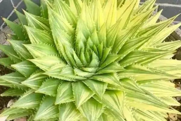 芦荟女王怎么养殖，平时放在有直射光的位置