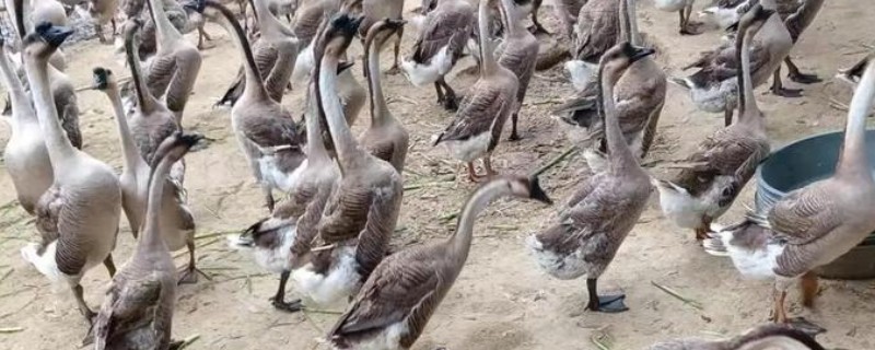 鹅不能养一只的原因，具有群居性单养难以存活