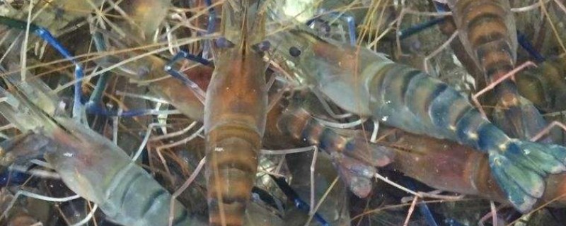 大头虾的上市时间，通常为每年8-11月份左右