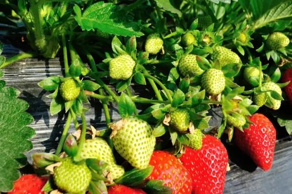 草莓什么时候结果，因种植时间、地区等条件而异