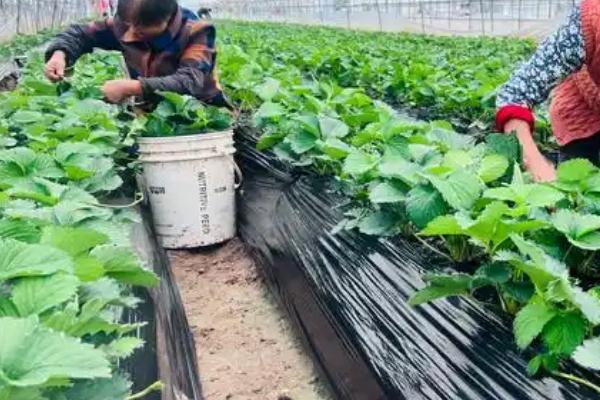 草莓什么时候结果，因种植时间、地区等条件而异