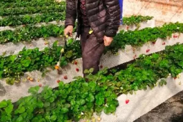 草莓什么时候结果，因种植时间、地区等条件而异