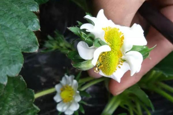 草莓什么时候结果，因种植时间、地区等条件而异