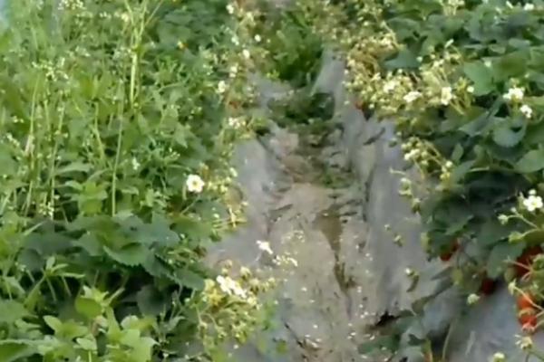 草莓什么时候结果，因种植时间、地区等条件而异