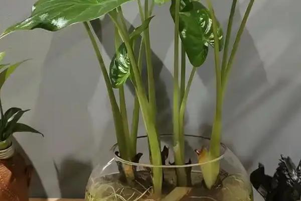 滴水观音有什么作用，可用来观赏、净化空气、改善风水