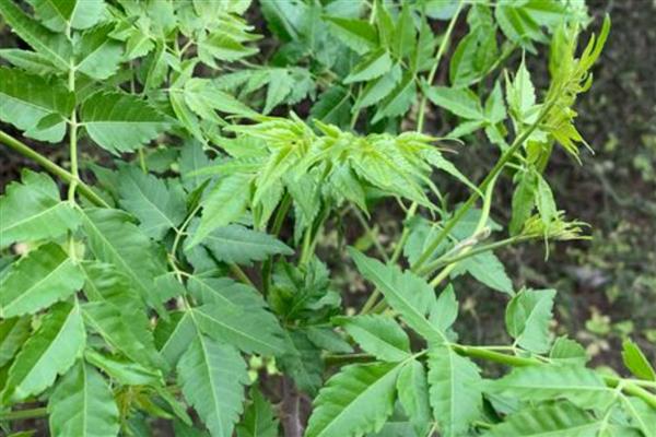 鹅不能养一只的原因，具有群居性单养难以存活
