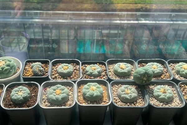 哪个品种的银冠玉最贵，北美银冠玉最贵