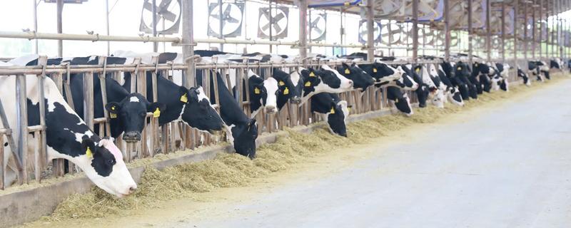 畜养与圈养有什么区别，成本、饲养环境、生长速度等有所不同