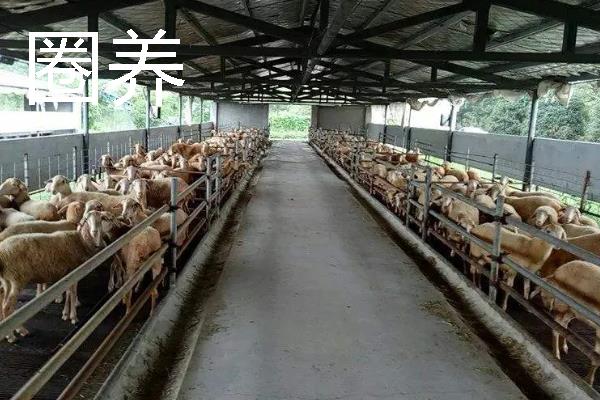 畜养与圈养有什么区别，成本、饲养环境、生长速度等有所不同