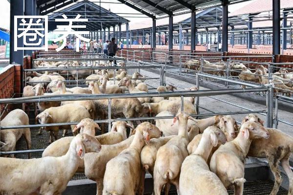 畜养与圈养有什么区别，成本、饲养环境、生长速度等有所不同