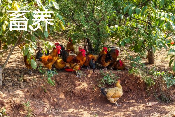 畜养与圈养有什么区别，成本、饲养环境、生长速度等有所不同