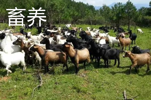 畜养与圈养有什么区别，成本、饲养环境、生长速度等有所不同