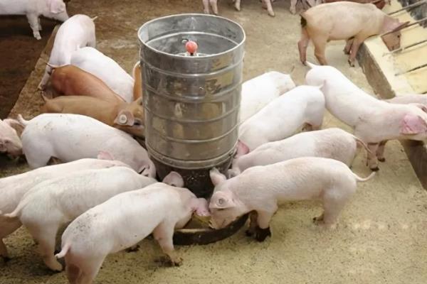 仔猪断奶后怎么喂食，根据日龄决定喂食量