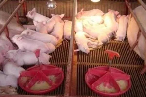 仔猪断奶后怎么喂食，根据日龄决定喂食量