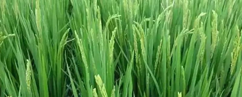 水稻白穗的原因，可能是虫害或病害所致