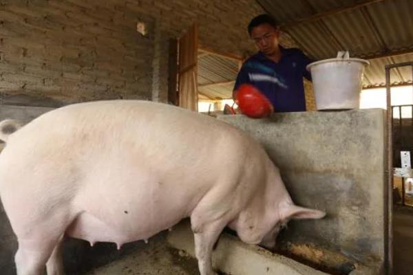 仔猪断奶后怎么喂食，根据日龄决定喂食量