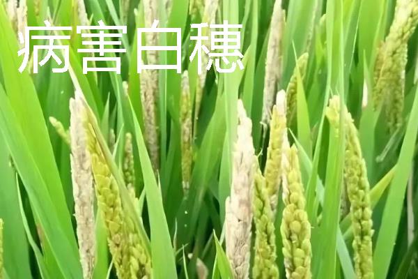 水稻白穗的原因，可能是虫害或病害所致