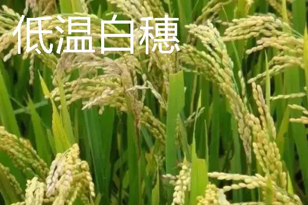 水稻白穗的原因，可能是虫害或病害所致
