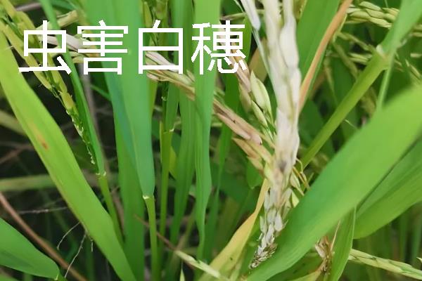 水稻白穗的原因，可能是虫害或病害所致