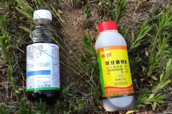 草甘膦钾盐和草甘膦铵盐的区别，前者活性更好