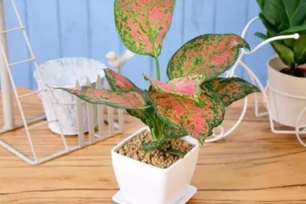 如意皇后开花后的养殖方式，每隔3-5天浇水一次