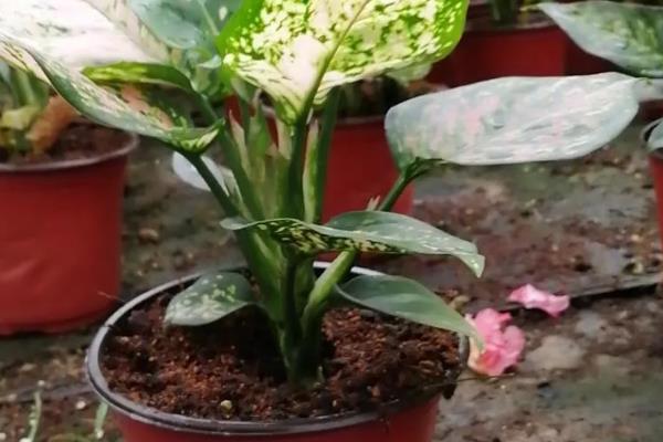 如意皇后开花后的养殖方式，每隔3-5天浇水一次