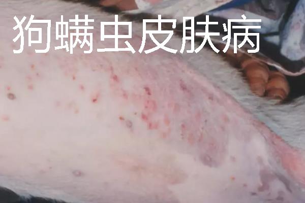 狗狗皮肤病很臭怎么处理，首先要治疗皮肤病