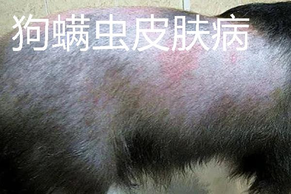 狗狗皮肤病很臭怎么处理，首先要治疗皮肤病