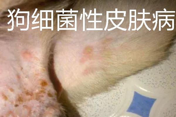 狗狗皮肤病很臭怎么处理，首先要治疗皮肤病