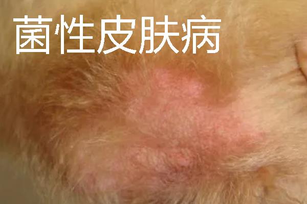 狗狗皮肤病很臭怎么处理，首先要治疗皮肤病