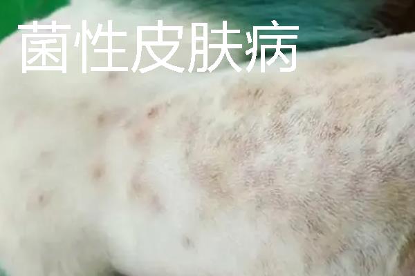狗狗皮肤病很臭怎么处理，首先要治疗皮肤病