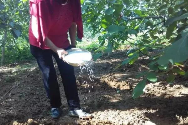 核桃树6月份可以移栽吗，可以但不建议6月移栽