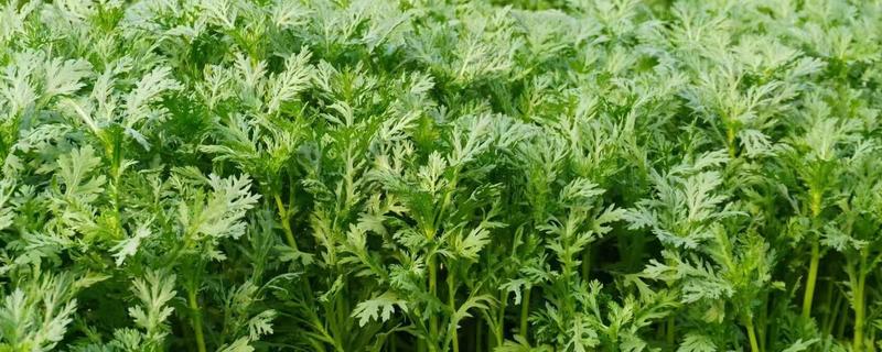 茼蒿的种植方法，春秋季均可种植