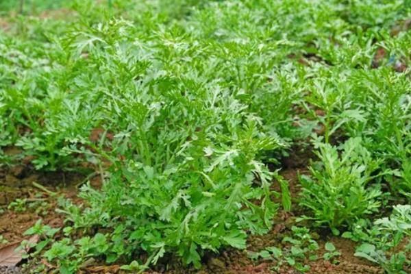 茼蒿的种植方法，春秋季均可种植