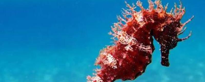 海马是海里的鱼吗，海马是海里的鱼类