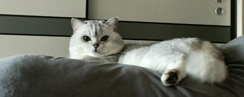 猫痤疮的症状，会引发皮肤瘙痒