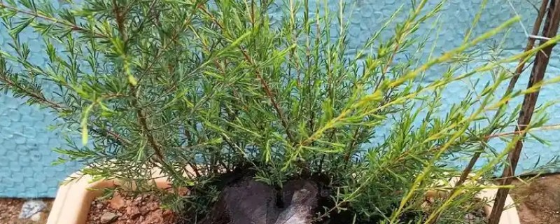 岗松盆景如何种植，上盆之前对树形进行修剪整形