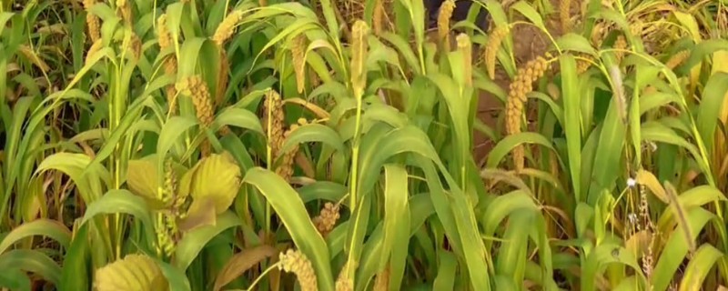 河北种谷子的时间，主要集中在5-6月份