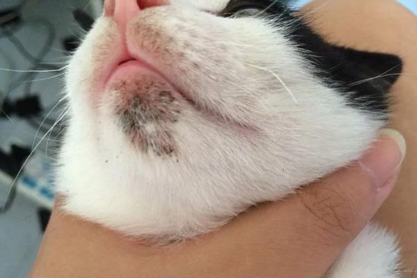 猫痤疮的症状，会引发皮肤瘙痒