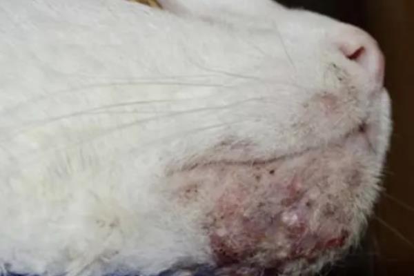 猫痤疮的症状，会引发皮肤瘙痒