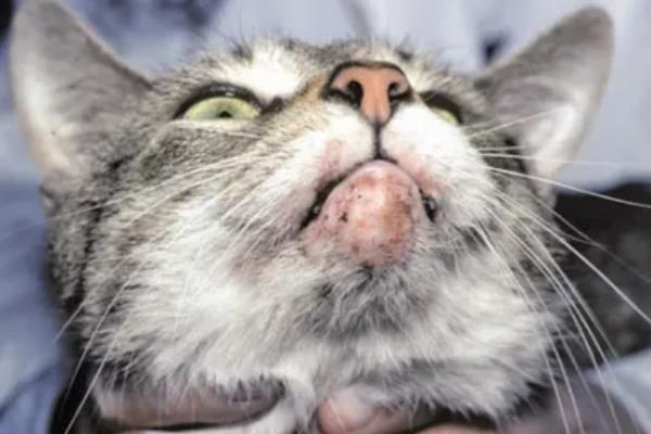 猫痤疮的症状，会引发皮肤瘙痒
