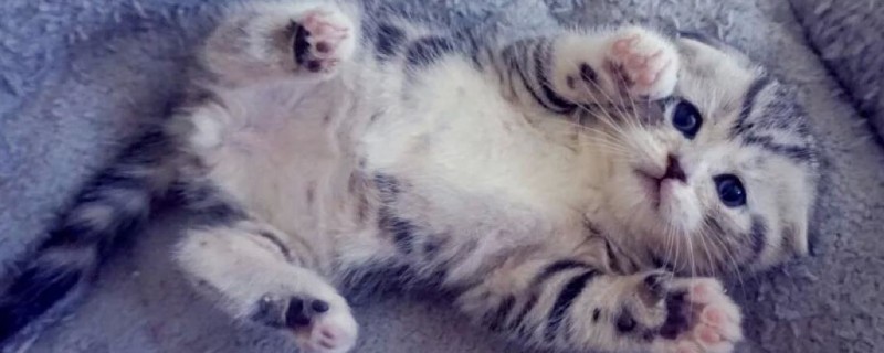猫咪眼睛变色的原因，可能是虹膜原因或光线折射所致