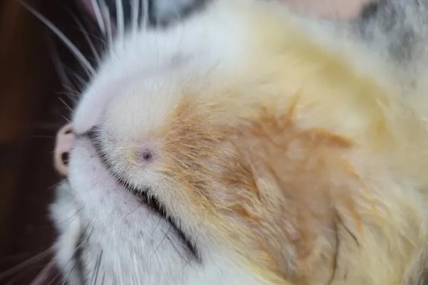 猫痤疮的症状，会引发皮肤瘙痒