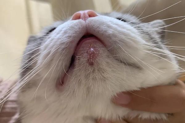 猫痤疮的症状，会引发皮肤瘙痒