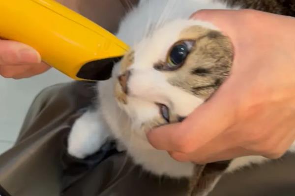 猫痤疮的症状，会引发皮肤瘙痒