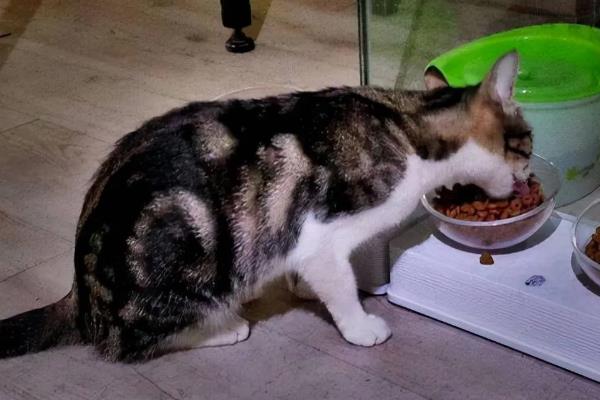 猫痤疮的症状，会引发皮肤瘙痒