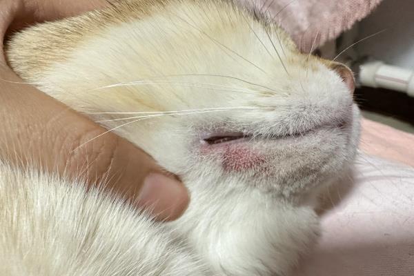 猫痤疮的症状，会引发皮肤瘙痒