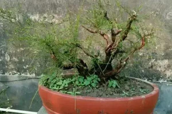 岗松盆景如何种植，上盆之前对树形进行修剪整形