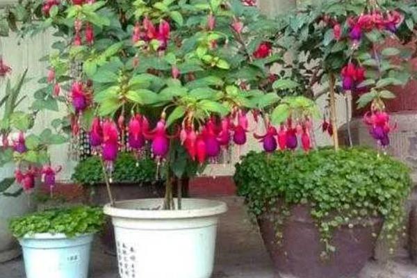 灯笼花叶子打卷的原因，可能是浇水过少所致